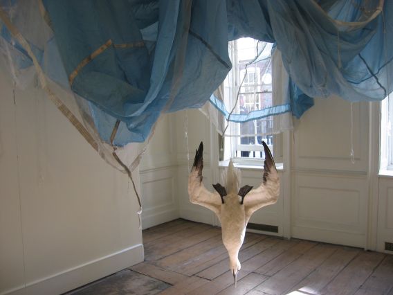 Dorothy Cross, Parachute, 2005, Dimensions variable, Parachute and gannet, Purchase, 2005, Collection Irish Museum of Modern Art