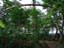 Idetsuki Hideaki, Connect with the Forest, 2000 – 2006, installation, 5m x 16m x 16m, curved laminated wood, wire, soi