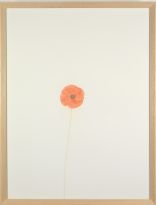 William McKeown, Wild Poppy #1, 2001, Colouring pencil on paper, 37.5 x 28 cm, Private Collection