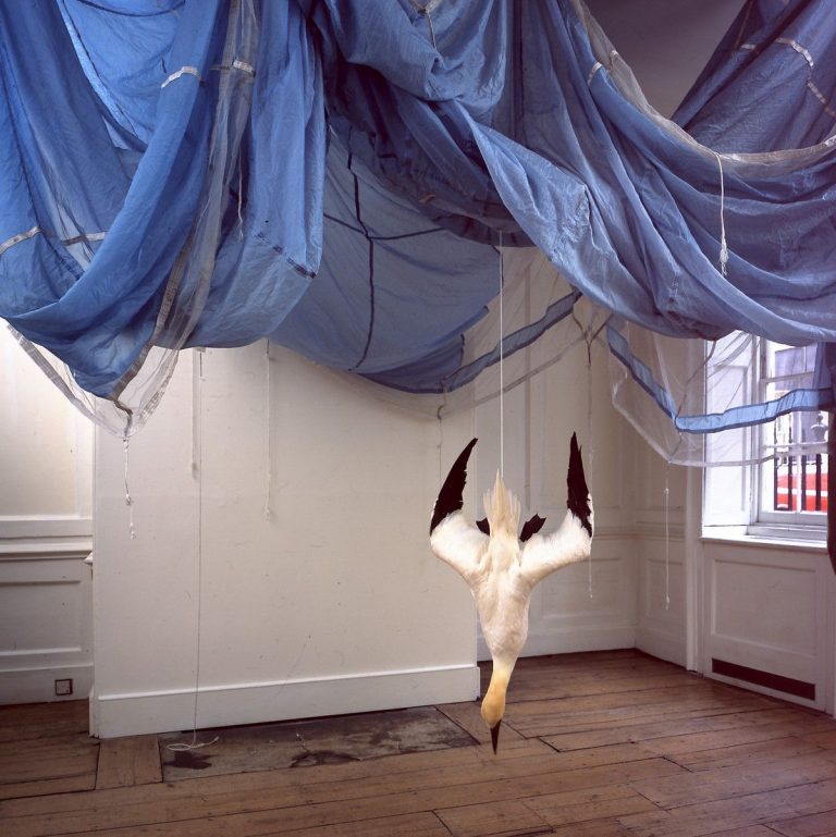 Gallery thumbnail. Dorothy Cross, Parachute,2005, Parachute and gannet,Dimensions variable.Exhibition, L’Air, Frith Street Gallery, London, 21 April – May 2005, Collection Irish Museum of Modern Art, Purchase, 2000.