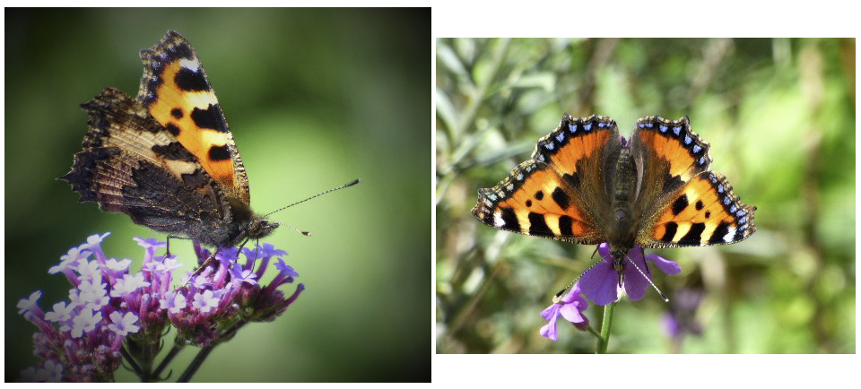 Growing wild at IMMA (Butterflies)