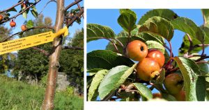 1. Apple Tree. 2. Apple Tree with Ladybird