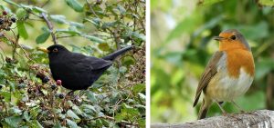 1. Male blackbird feeding on the last of the brambleberries. 2. Robin ready for song.