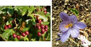 1. Red Hawthorn berries in the hedgerows. 2. Autumn flowering crocus on the terrace.