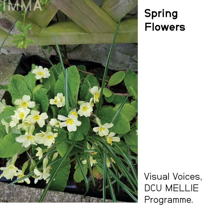 Gallery thumbnail. Spring Flowers. Photo by Fiona Gallagher