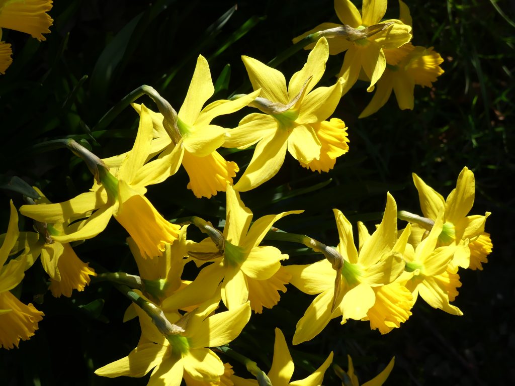 Daffodills on Terrace at IMMA