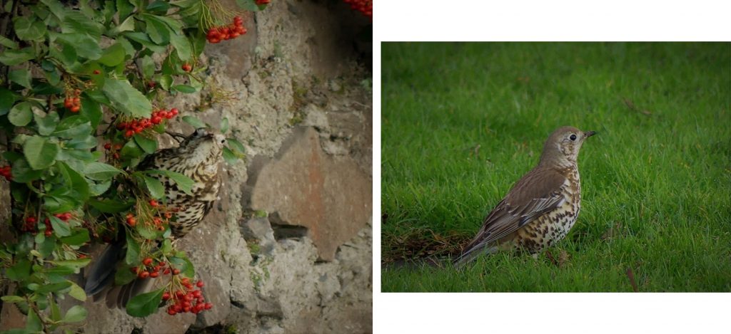 1. Mistle thrush feeding on Cotoneaster berries. <br>2. Mistle Thrush