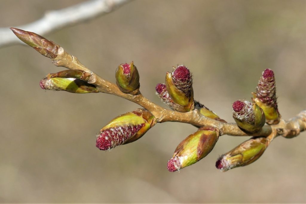 Male catkins on the poplar trees. 