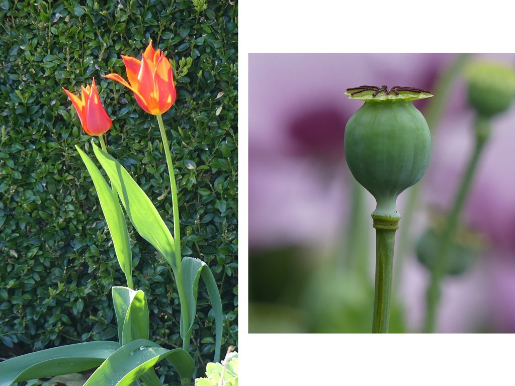 1. Tulips blooming in the Formal Gardens now at IMMA.<br> 2. Poppy seed head in the meadows at IMMA in 2020.