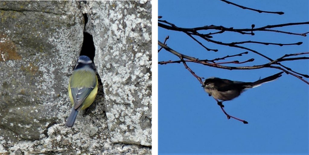 1. Blue tit checking out a suitable home in the walled garden at IMMA.<br>2. Long -Tailed Tit