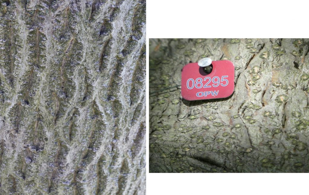 1. Bark of walnut tree in the Formal Gardens.<br>2. OPW Tree Tags