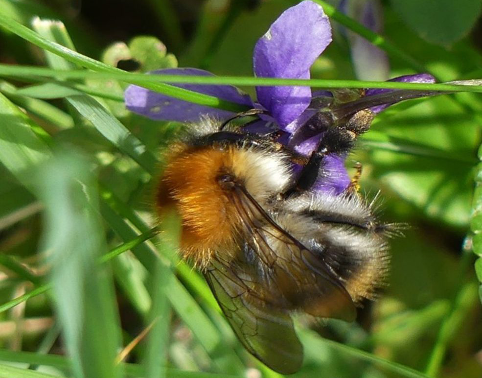 Common carder bee feeding on violets beneath the apple trees at IMMA.