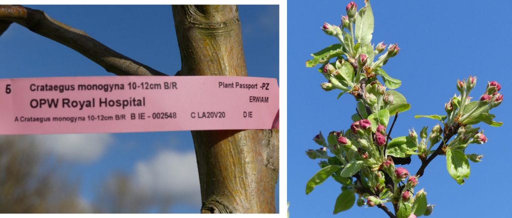 1. New planting on the perimeters of the meadows.<br>2. Spring flowering on crab apple tree.