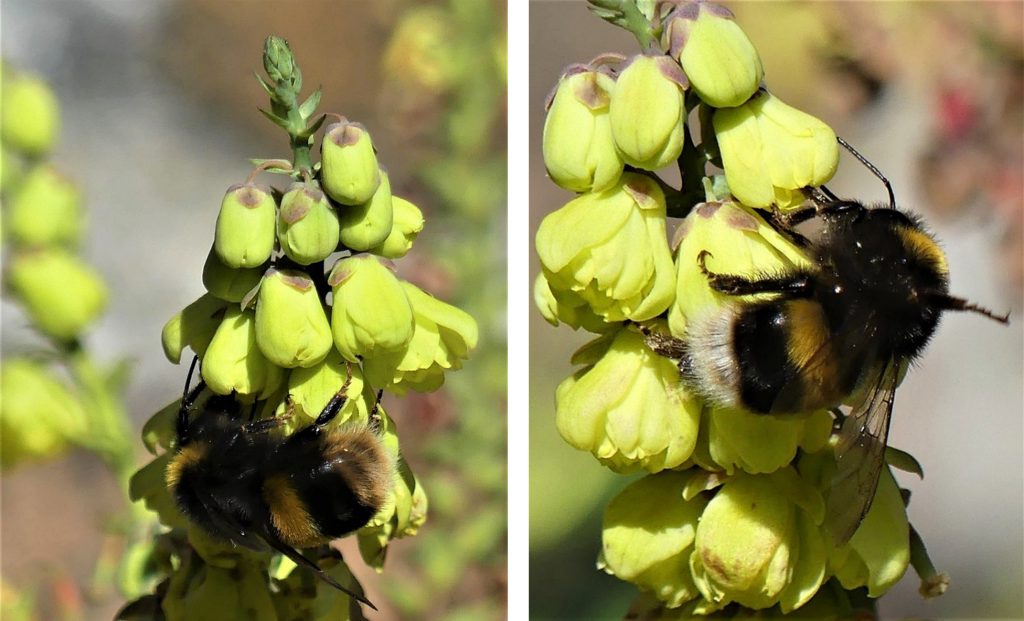 Buff-tailed bumblebee queen feeding on the yellow mahonia 