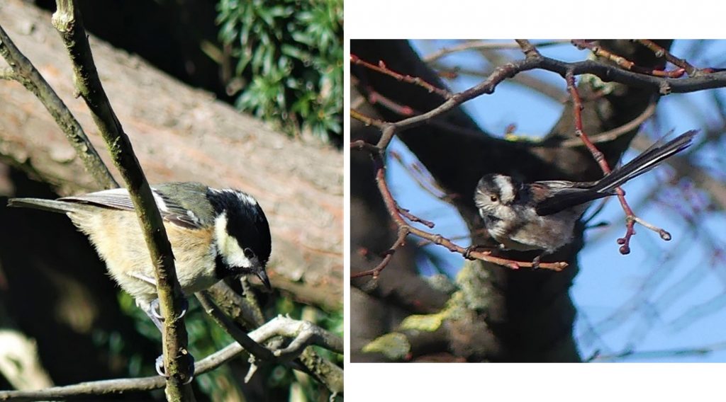 The Irish coal tit in yew tree.