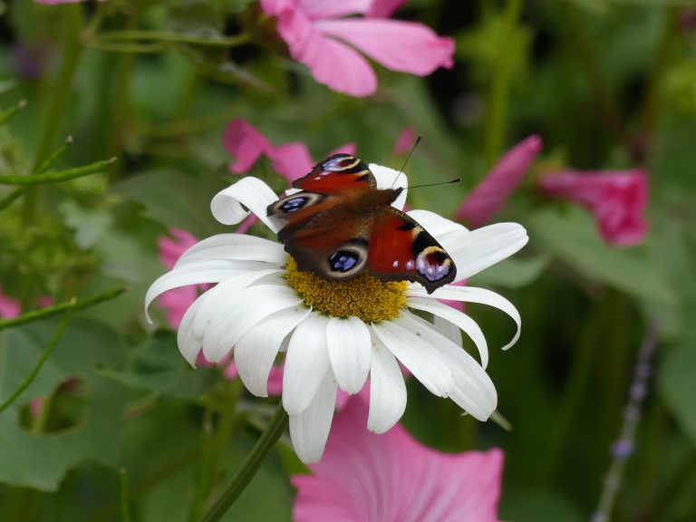 Gallery thumbnail. Peacock butterfly on Oxeye daisy. Photo by Sandra Murphy