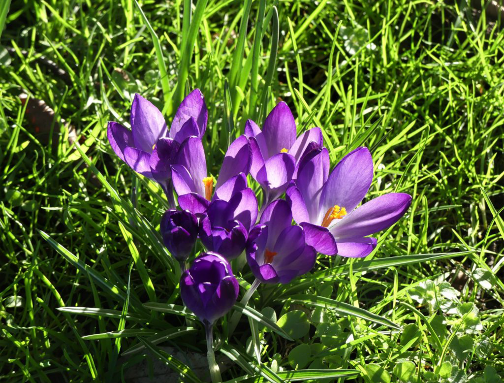 Purple Crocus