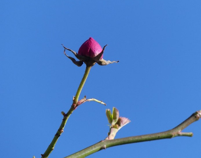 Rosebud February 2021.