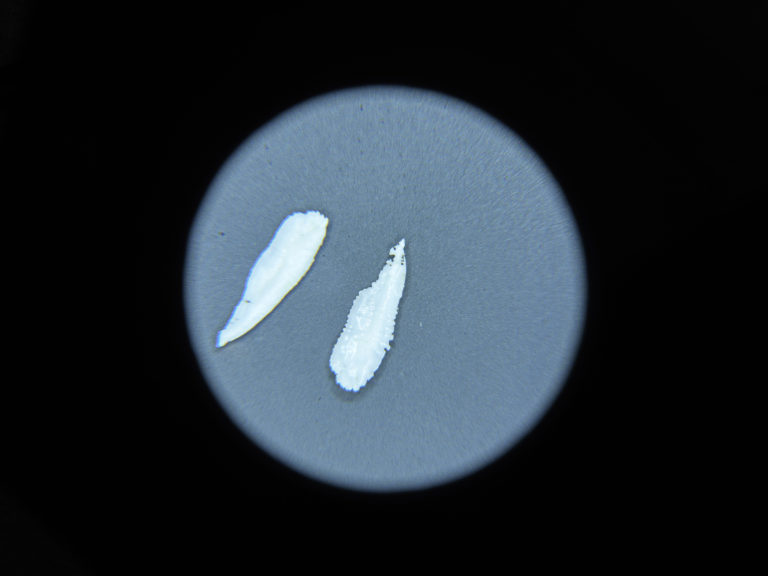 Gallery thumbnail. Fish otoliths installed in The Otolith Group: Xenogenesis, IMMA, 2022. Image courtesy of the artists and IMMA, Dublin. Photo: Ros Kavanagh
