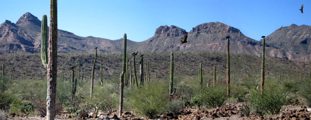 Artwork: Desert Vultures