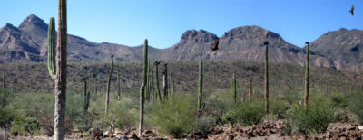 Desert Vultures